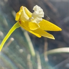 Dockrillia striolata at Freycinet, TAS - suppressed