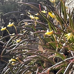 Dockrillia striolata at Freycinet, TAS - 24 Oct 2024