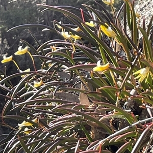 Dockrillia striolata at Freycinet, TAS - suppressed