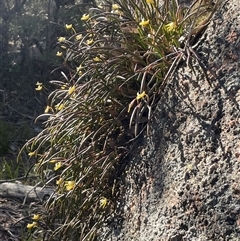 Dockrillia striolata at Freycinet, TAS - 24 Oct 2024