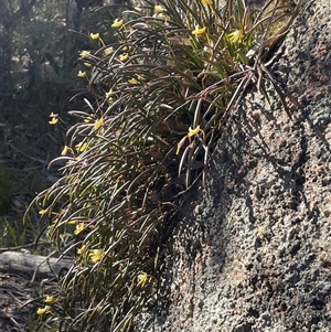 Dockrillia striolata at Freycinet, TAS - suppressed