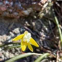 Dockrillia striolata at Freycinet, TAS - suppressed