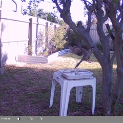 Anthochaera carunculata (Red Wattlebird) at North Albury, NSW - 21 Oct 2024 by Darcy