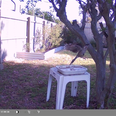 Anthochaera carunculata (Red Wattlebird) at North Albury, NSW - 21 Oct 2024 by Darcy