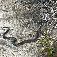 Austrelaps superbus (Lowlands Copperhead) at Freycinet, TAS - 24 Oct 2024 by Clarel