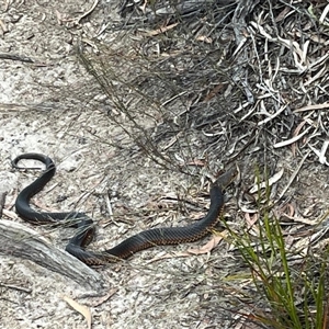 Austrelaps ramsayi at Freycinet, TAS by Clarel