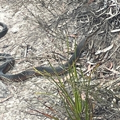 Austrelaps superbus at Freycinet, TAS - 24 Oct 2024 03:34 PM