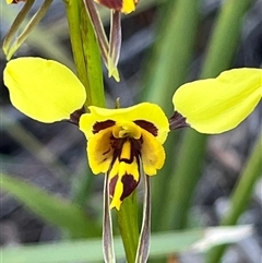 Diuris sulphurea (Tiger Orchid) at Freycinet, TAS - 23 Oct 2024 by Clarel