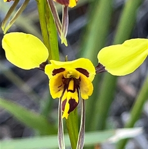Diuris sulphurea at Freycinet, TAS - suppressed
