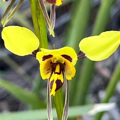 Diuris sulphurea (Tiger Orchid) at Freycinet, TAS - 24 Oct 2024 by Clarel