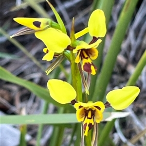 Diuris sulphurea at Freycinet, TAS - suppressed