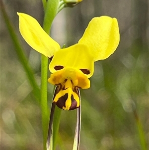 Diuris sulphurea at Freycinet, TAS - suppressed