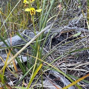 Diuris sulphurea at Freycinet, TAS - suppressed