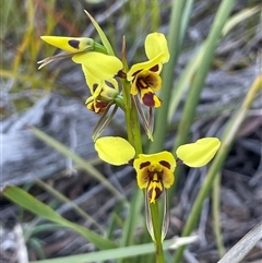Diuris sulphurea at Freycinet, TAS - suppressed