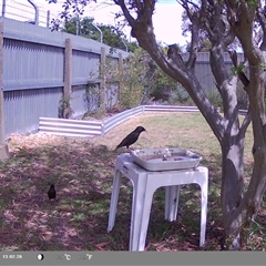 Sturnus vulgaris (Common Starling) at North Albury, NSW - 22 Oct 2024 by Darcy