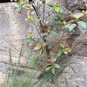 Quintinia sieberi at Bundanoon, NSW - 24 Oct 2024