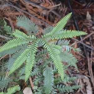 Sticherus urceolatus at Bundanoon, NSW - suppressed