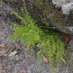 Lastreopsis microsora (Creeping Shield Fern) at Bundanoon, NSW - 24 Oct 2024 by plants