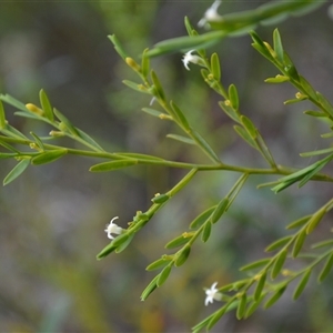 Olax stricta at Bundanoon, NSW - 24 Oct 2024 04:07 AM