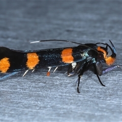 Limnaecia polycydista (Cosmopteriginae) at Rosedale, NSW - 23 Oct 2024 by jb2602