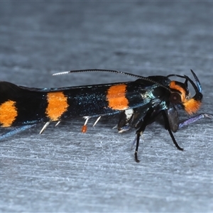 Limnaecia polycydista at Rosedale, NSW - 23 Oct 2024 09:59 PM