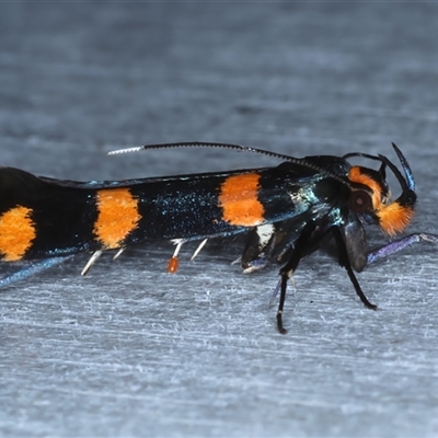 Limnaecia polycydista (Cosmopteriginae) at Rosedale, NSW - 23 Oct 2024 by jb2602