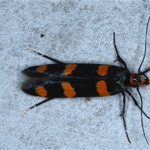 Limnaecia polycydista at Rosedale, NSW - 23 Oct 2024