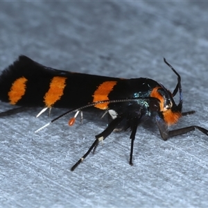 Limnaecia polycydista at Rosedale, NSW - 23 Oct 2024 09:59 PM