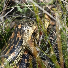 Tiliqua nigrolutea (Blotched Blue-tongue) at Wentworth Falls, NSW - 20 Oct 2024 by BirdoMatt