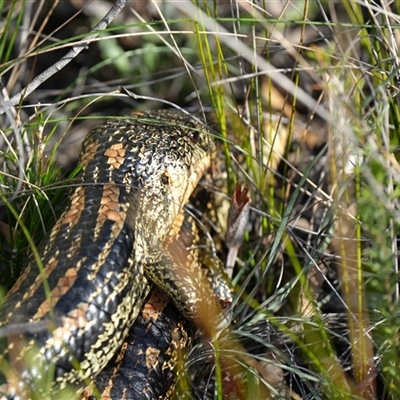 Unidentified Reptile and Frog at Wentworth Falls, NSW - 20 Oct 2024 by BirdoMatt