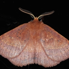 Anthela ferruginosa (Rusty Anthelid) at Rosedale, NSW - 23 Oct 2024 by jb2602