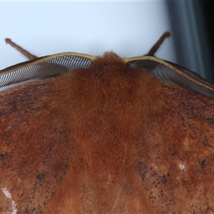 Anthela ferruginosa at Rosedale, NSW - 23 Oct 2024