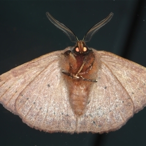 Anthela ferruginosa at Rosedale, NSW - 23 Oct 2024