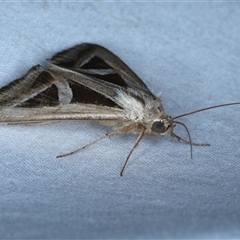 Trigonodes hyppasia (Triangle Owlet) at Rosedale, NSW - 24 Oct 2024 by jb2602