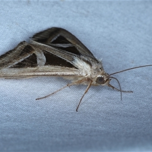 Trigonodes hyppasia at Rosedale, NSW - 24 Oct 2024