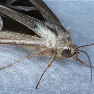 Trigonodes hyppasia at Rosedale, NSW - 24 Oct 2024