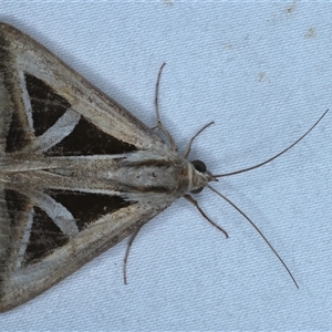 Trigonodes hyppasia at Rosedale, NSW - 24 Oct 2024