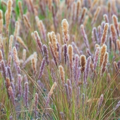 Unidentified Plant at Brunswick Heads, NSW - 24 Aug 2024 by PKB