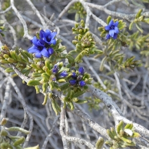 Halgania cyanea at Norseman, WA by Paul4K