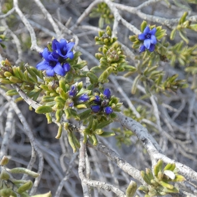 Halgania cyanea at Norseman, WA - 16 Sep 2024 by Paul4K
