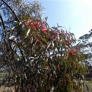 Eucalyptus torquata at Norseman, WA by Paul4K