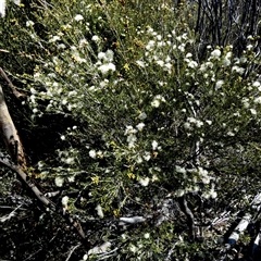 Unverified Other Shrub at Norseman, WA - 16 Sep 2024 by Paul4K