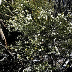 Unidentified Other Shrub at Norseman, WA by Paul4K