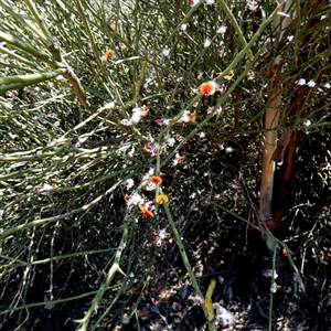 Unidentified Other Shrub at Norseman, WA by Paul4K