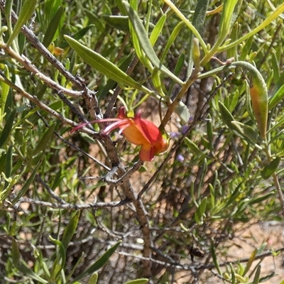 Eremophila duttonii at Norseman, WA - 16 Sep 2024 by Paul4K
