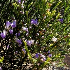 Eremophila gibsonii at Norseman, WA - 16 Sep 2024 by Paul4K