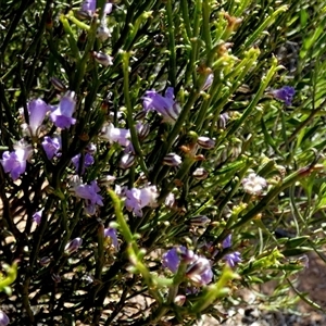 Eremophila gibsonii at Norseman, WA by Paul4K