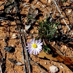 Unidentified Daisy at Norseman, WA - 16 Sep 2024 by Paul4K