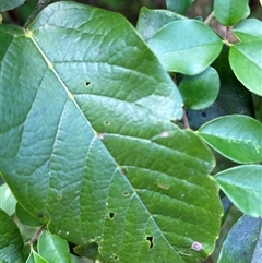 Cissus hypoglauca (Giant Water Vine) at Lorne, NSW - 25 Oct 2024 by Butlinz