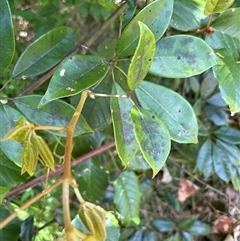 Cissus hypoglauca at Lorne, NSW - 25 Oct 2024